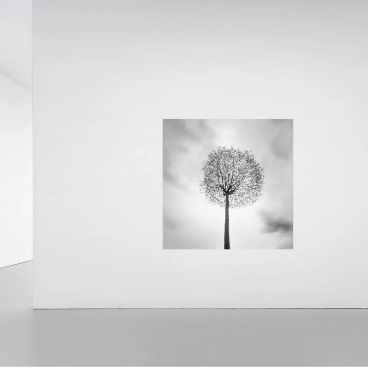 Pinhole XIX