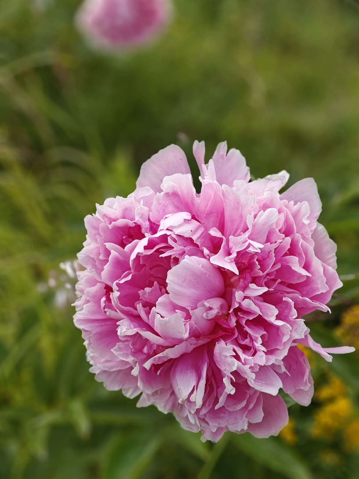 2-year-old Alaskan peony roots