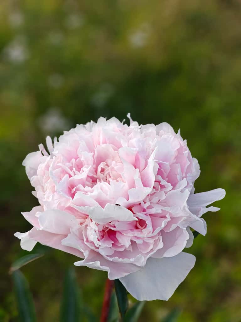 1-year-old Alaskan peony roots