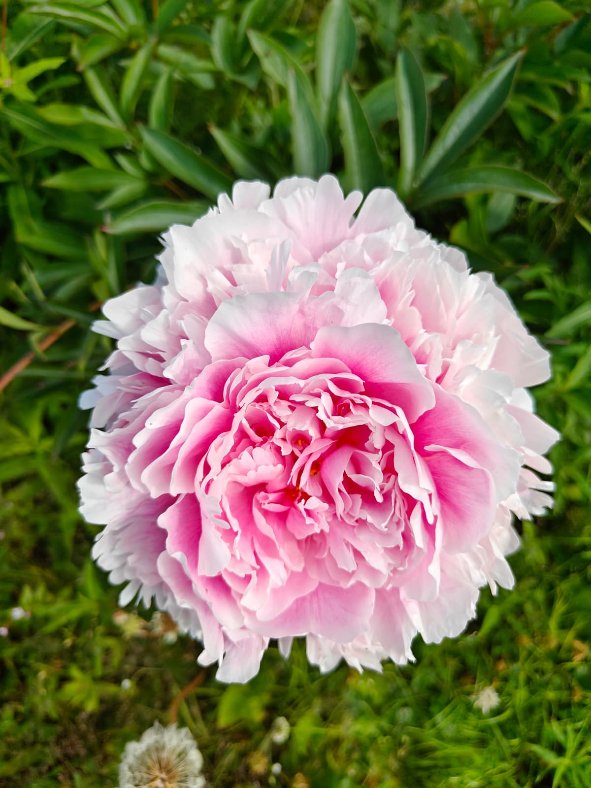 3-year-old Alaskan peony roots