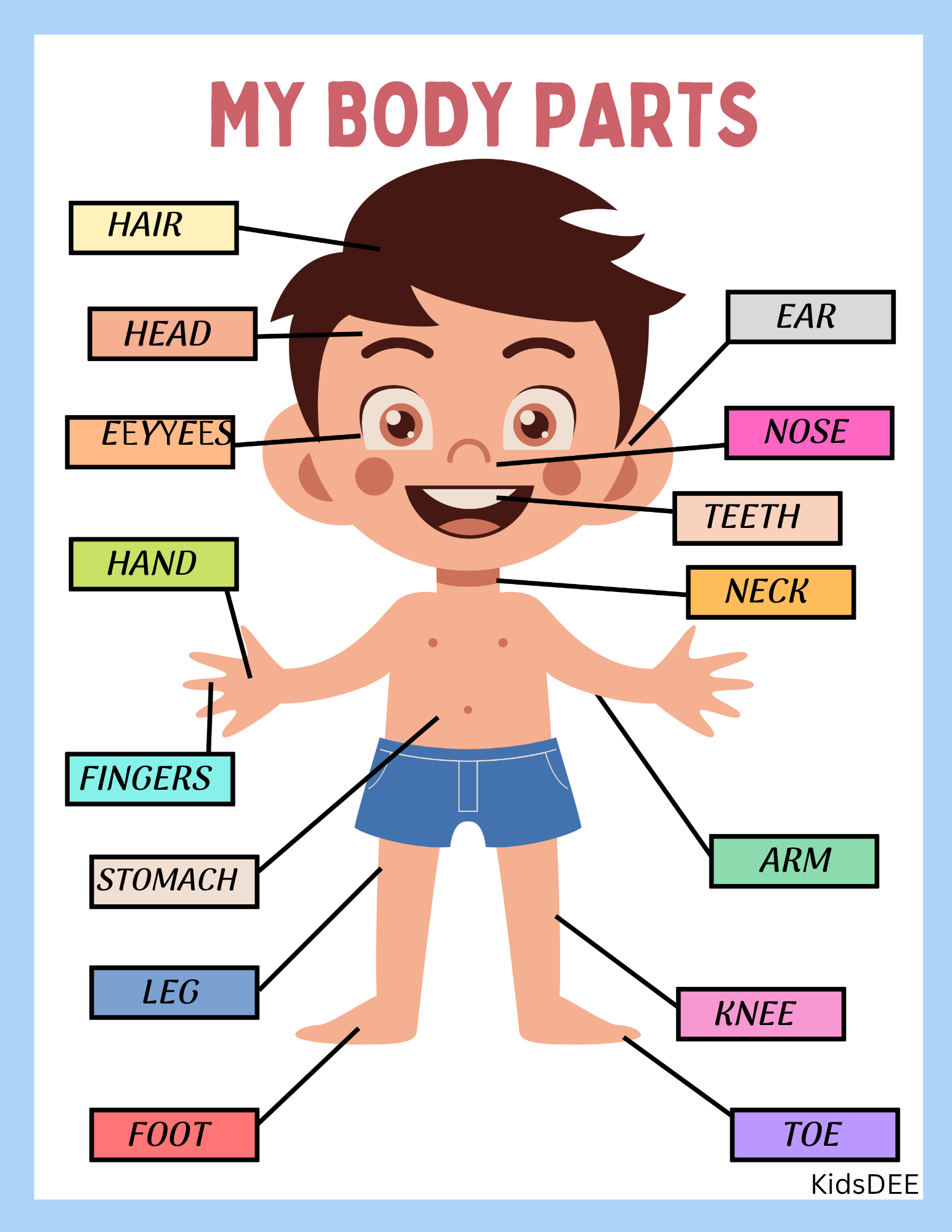 Human Anatomy Busy Book