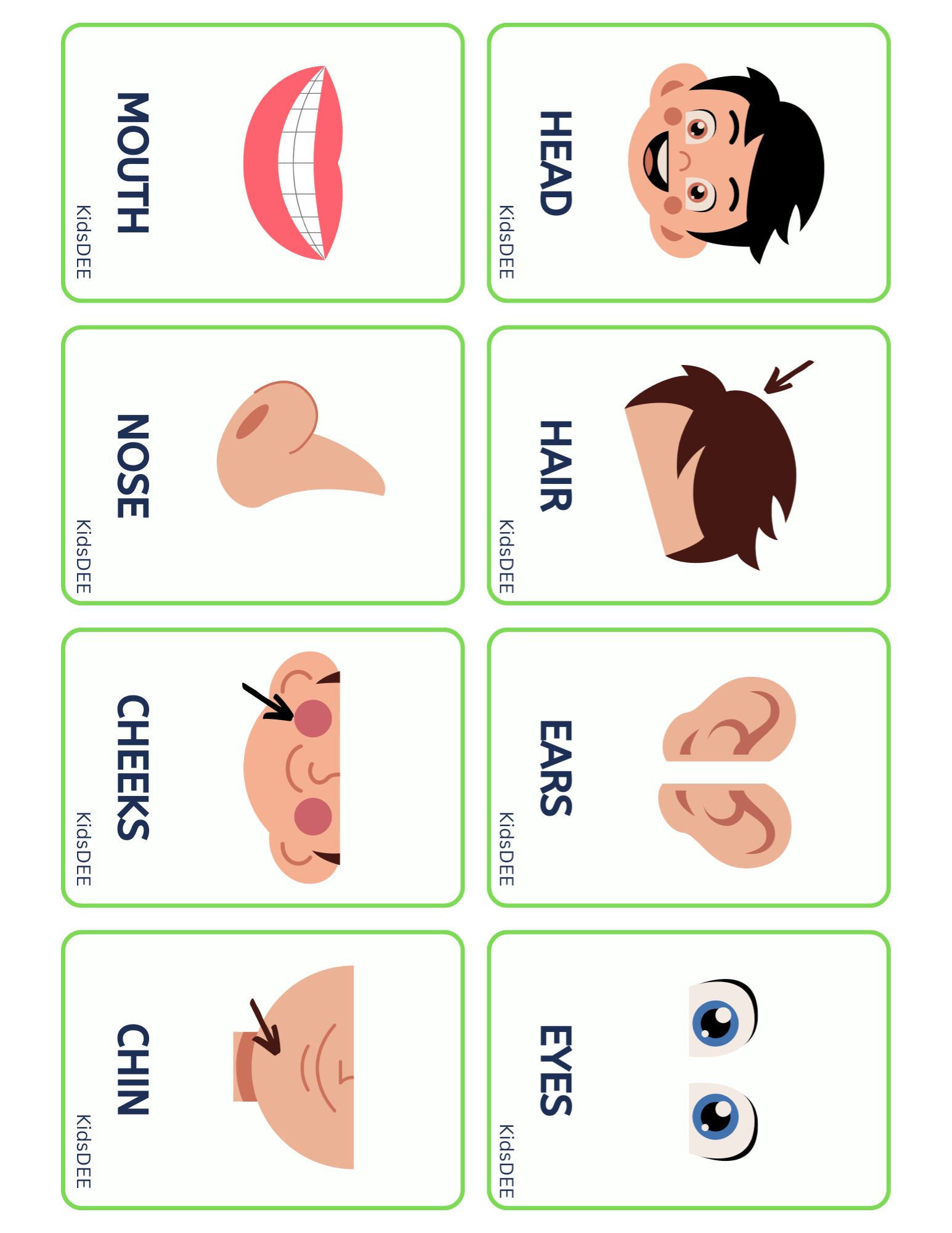 Human Anatomy Busy Book