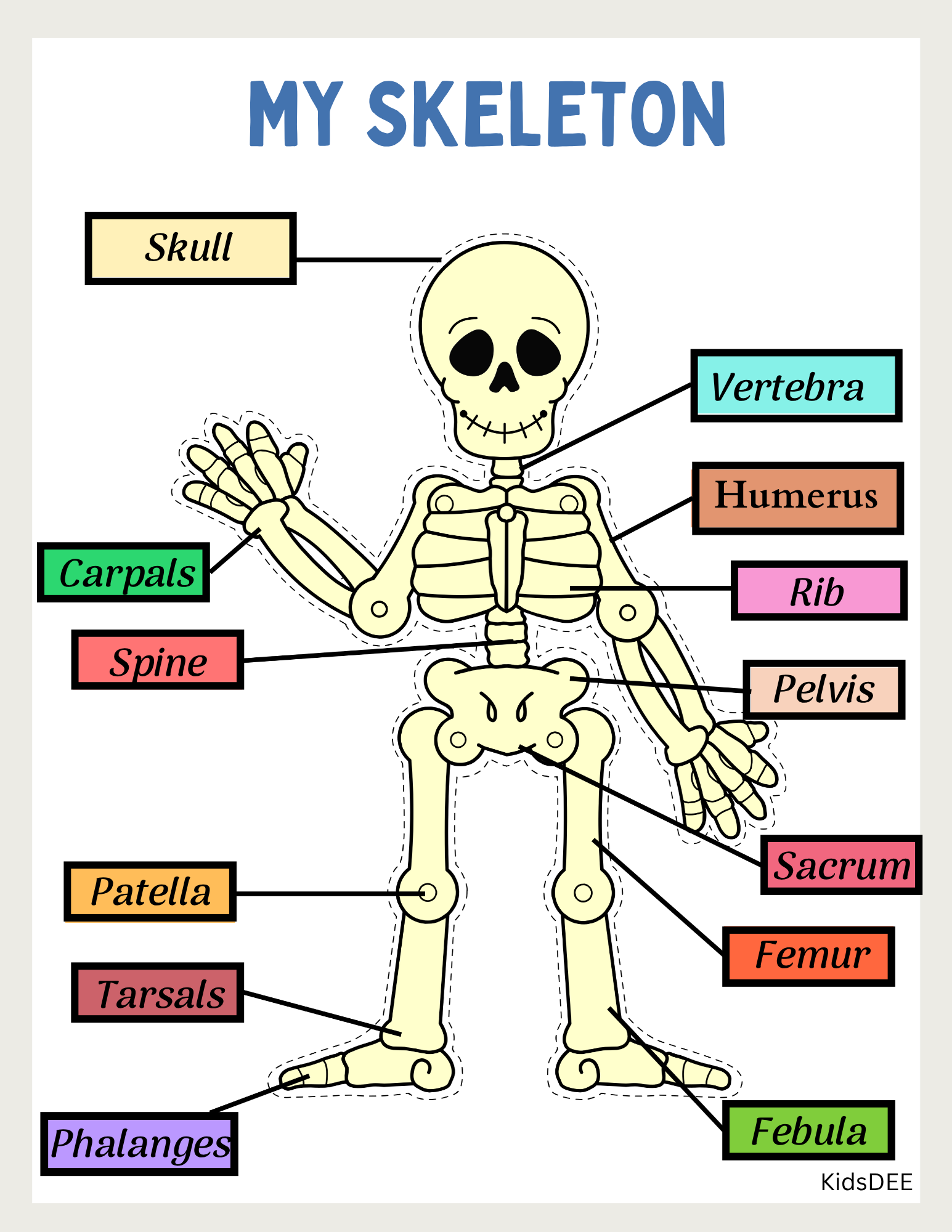Human Anatomy Busy Book
