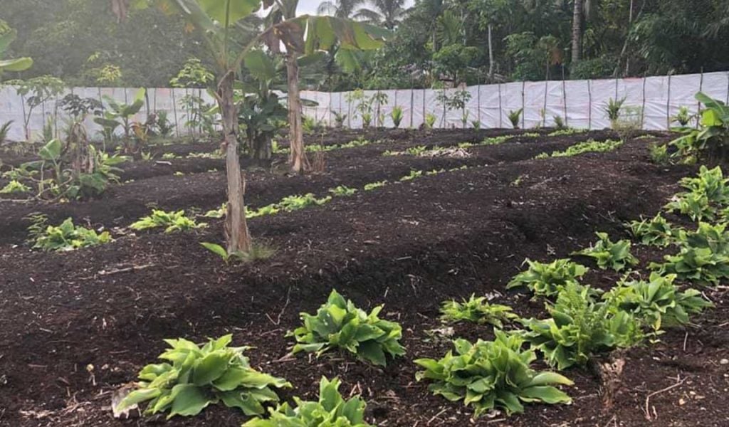 Daun Kencur , Kencur Leaf