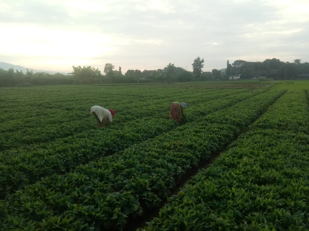 Daun Kencur , Kencur Leaf