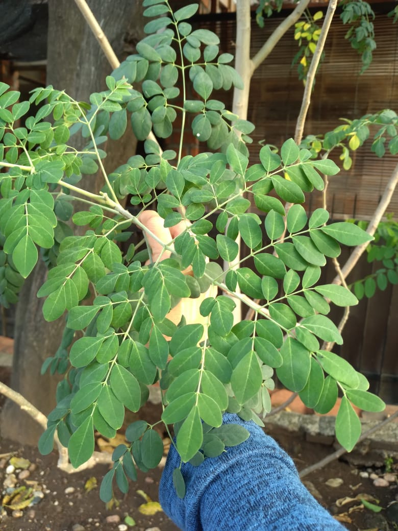 Moringa Leaf