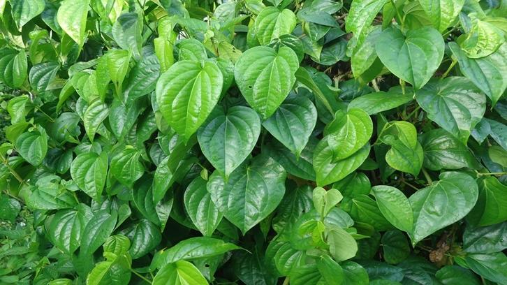 Sirih , Betel Leaf