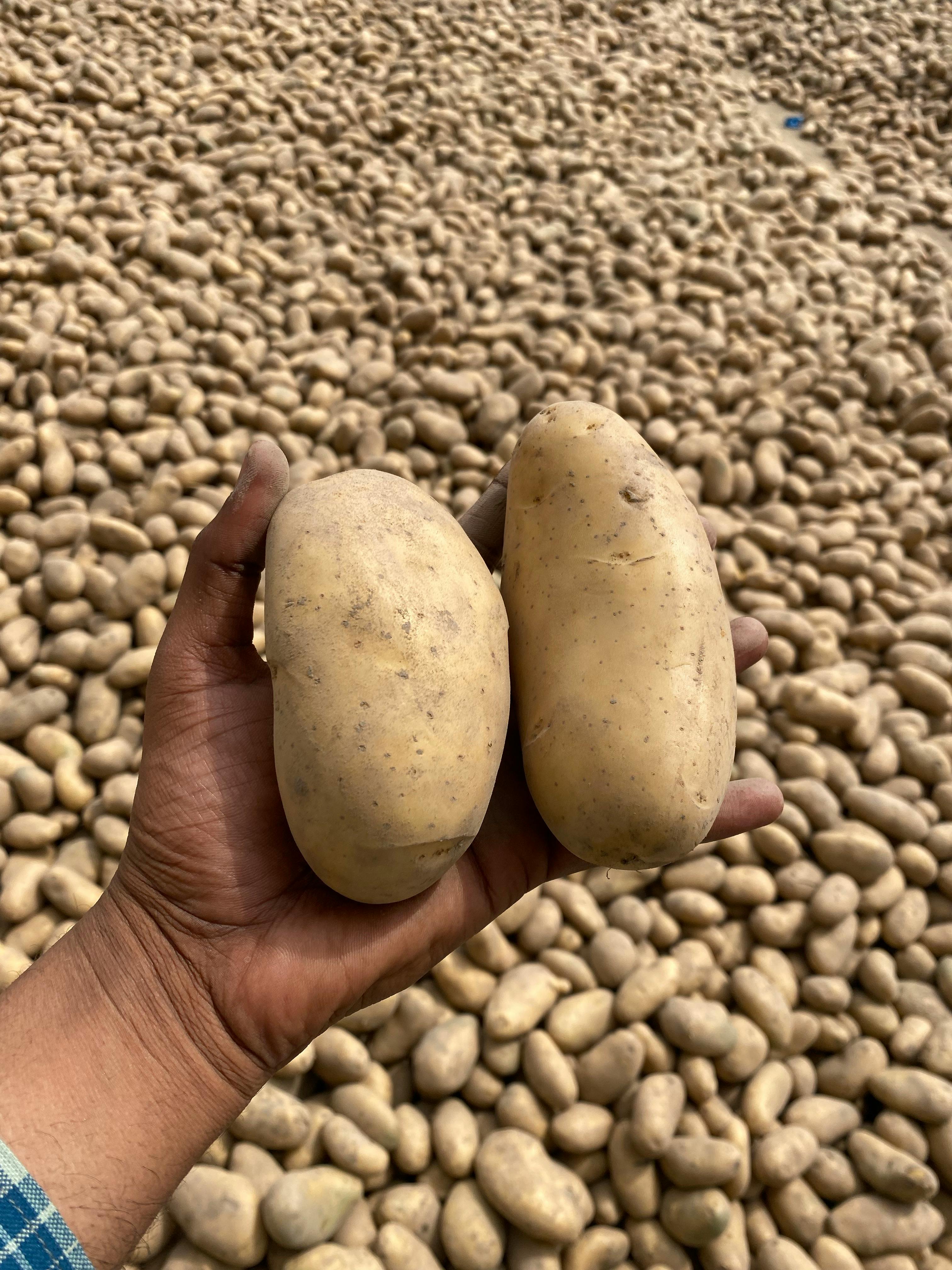 Fresh Potato