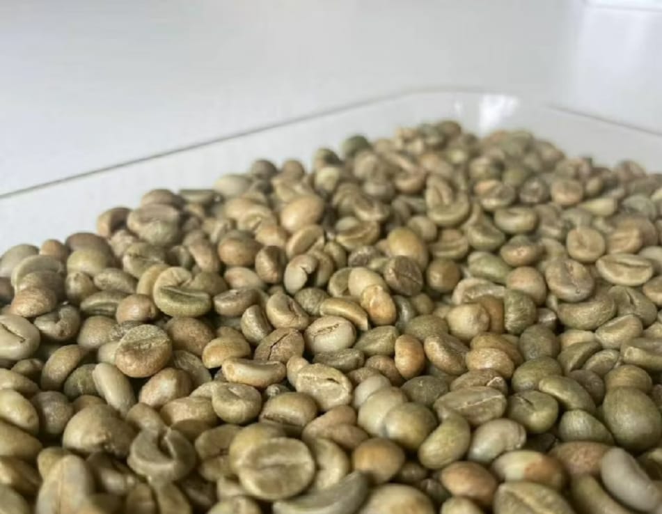 Fresh Bean Robusta & Arabica