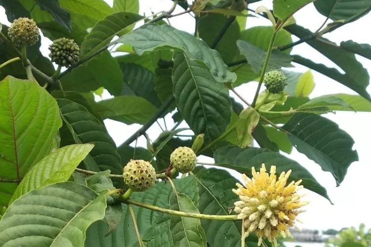 Kratom (Mitragyna speciosa)