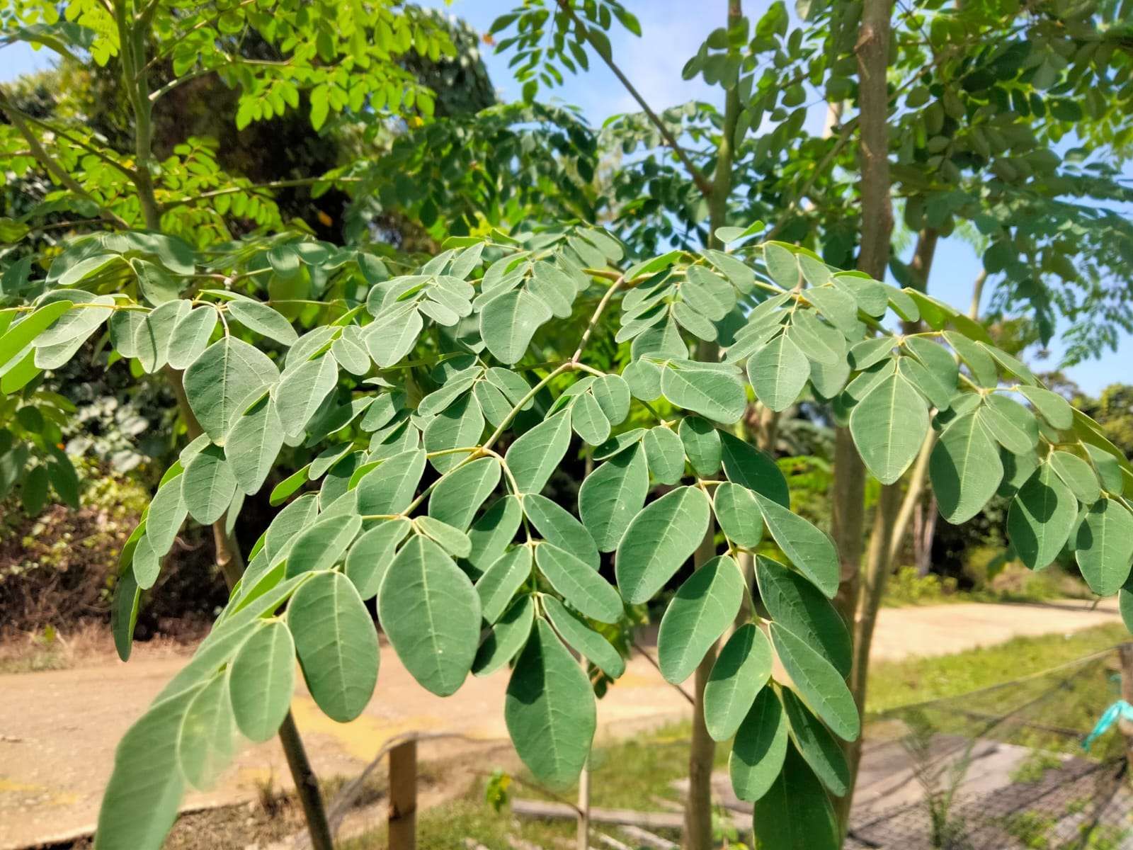 Moringa Leaf