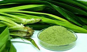 Pandan Leaf (Daun Pandan)