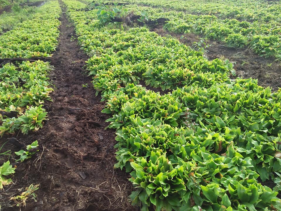 Daun Kencur , Kencur Leaf