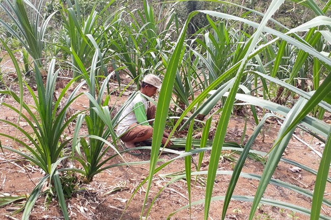 Pandan Leaf (Daun Pandan)