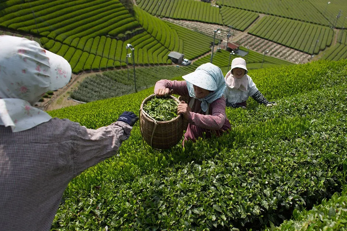 Black tea, Green tea