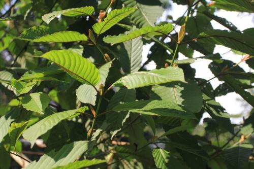 Kratom (Mitragyna speciosa)