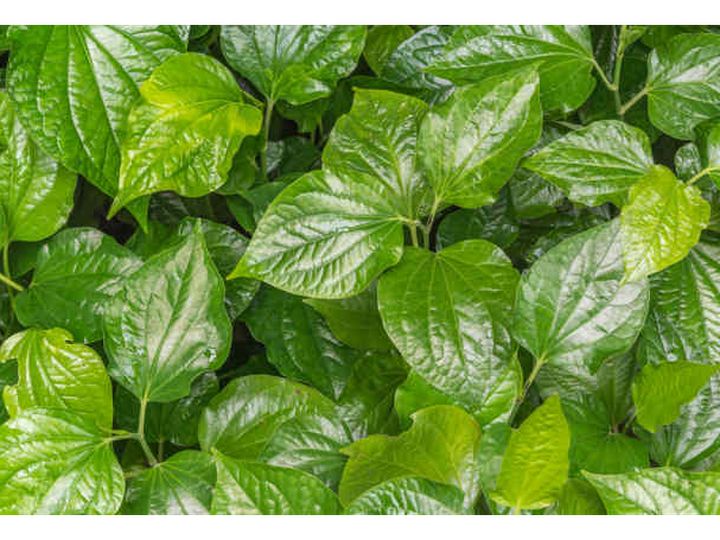 Sirih , Betel Leaf