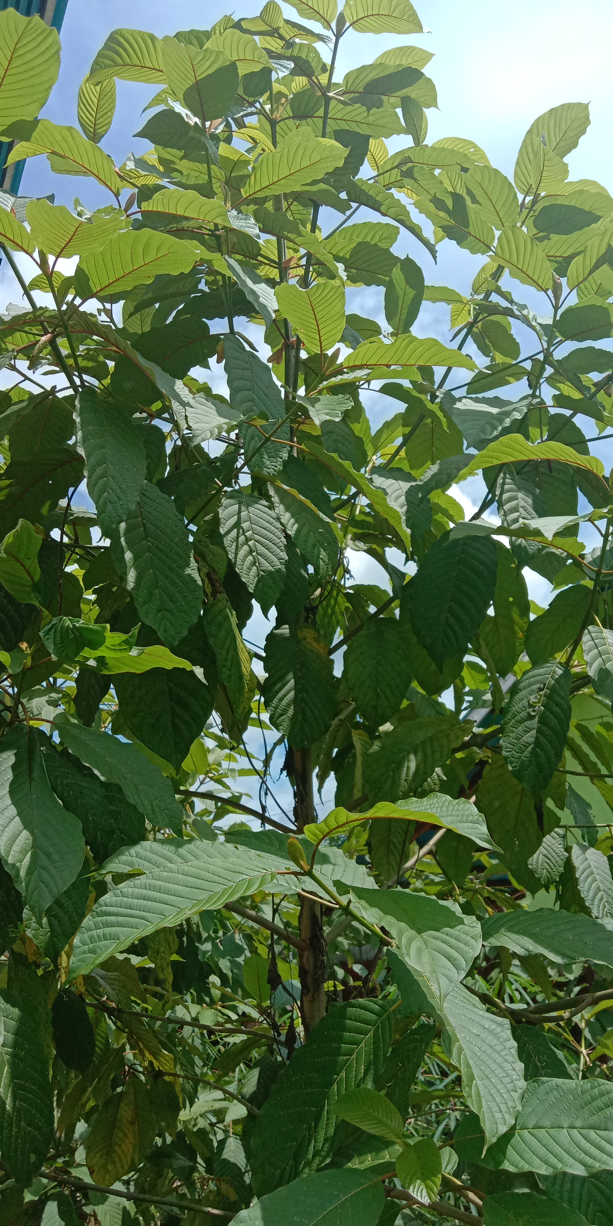 Kratom (Mitragyna speciosa)