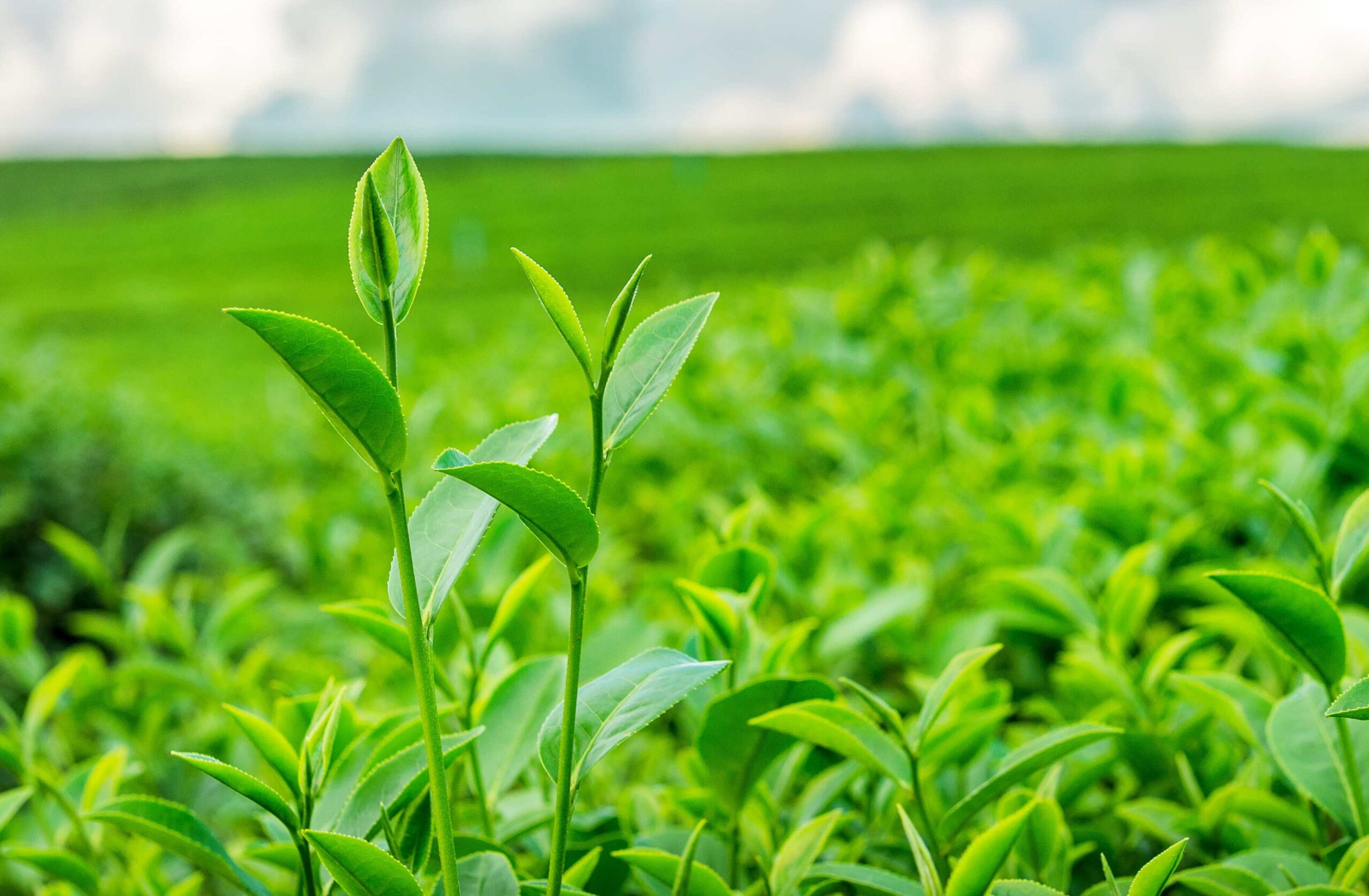 Black tea, Green tea