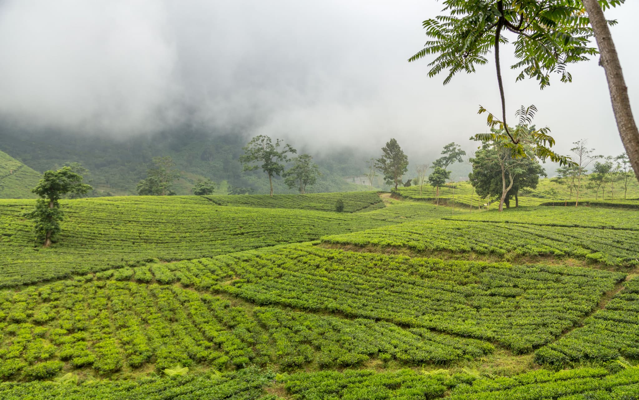 Black tea, Green tea
