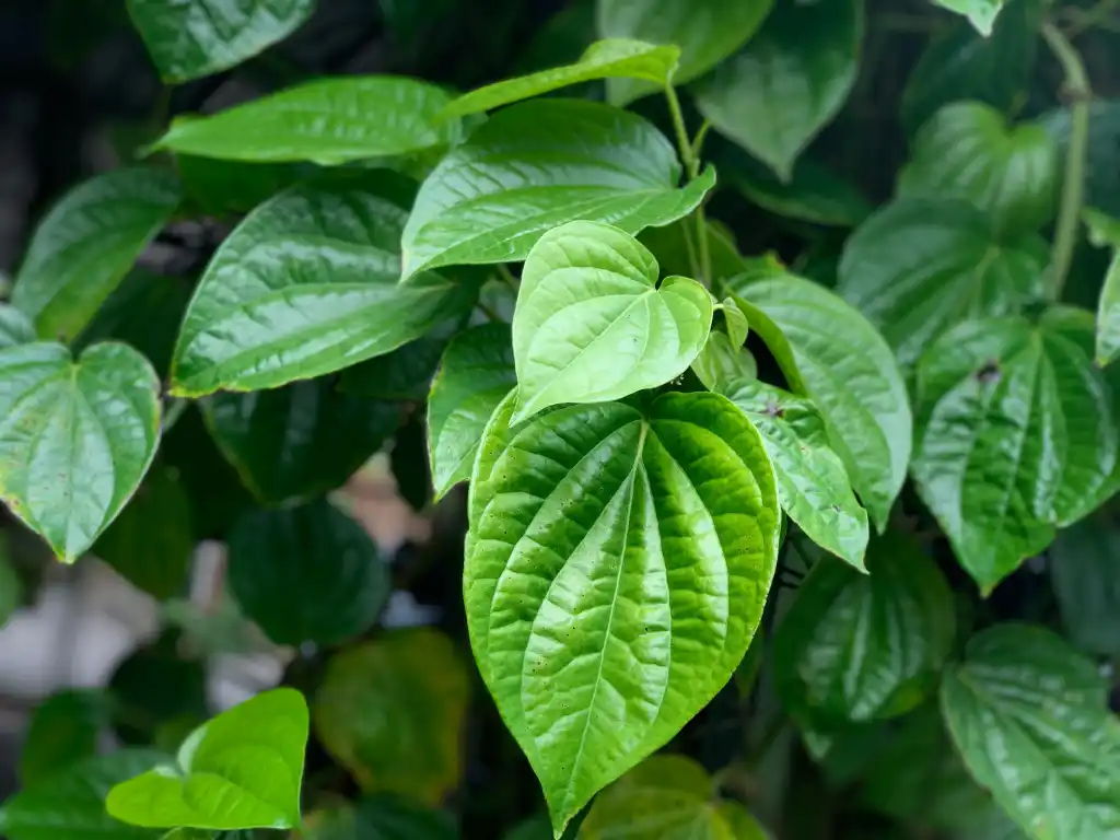 Sirih , Betel Leaf