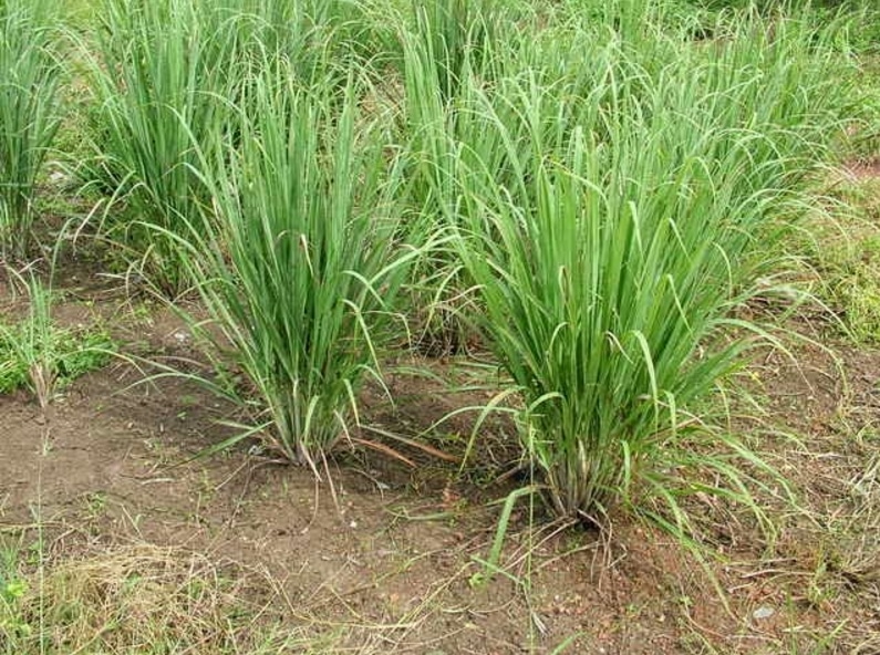 Serai, Lemongrass