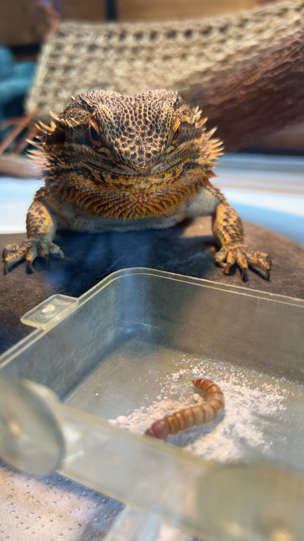 1000 Organic Mealworms for Reptiles (~ 140 grams)