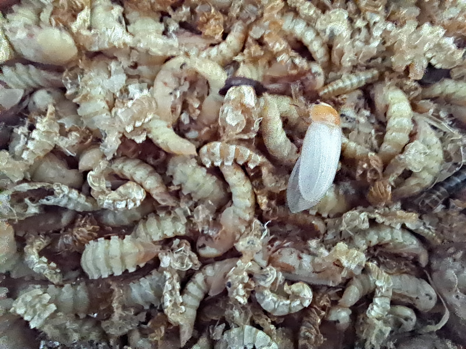 Pupa, Beetle and worm starter kit