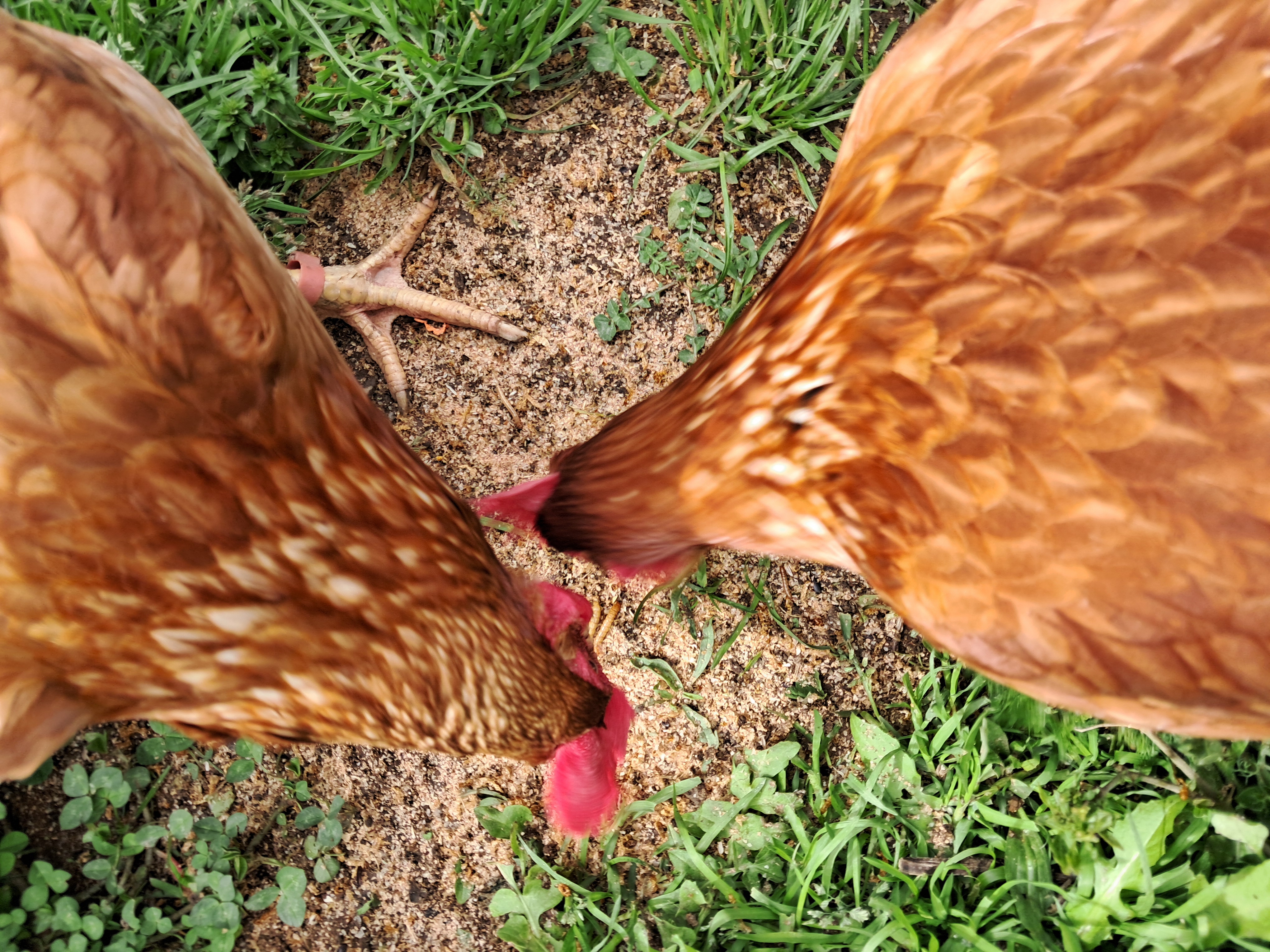 1000 Organic Mealworms for Chickens and Birds (~140 grams)