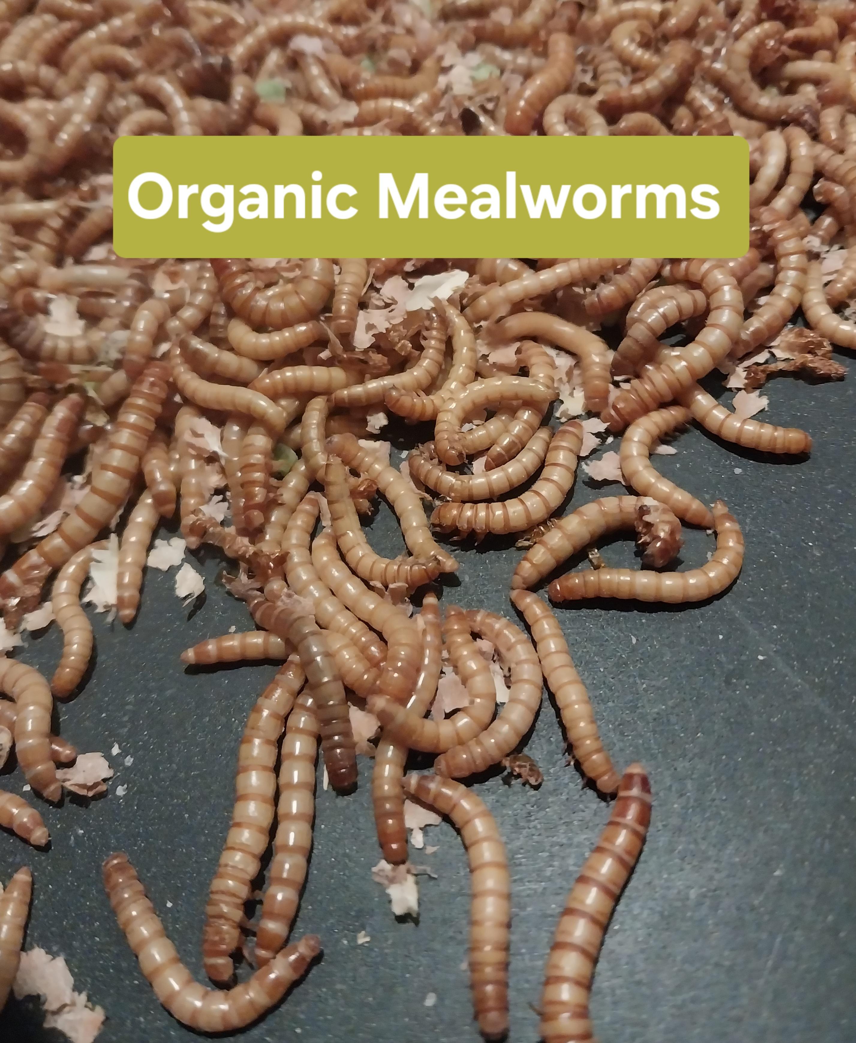 500 Live Organic Mealworms (~ 70 grams)