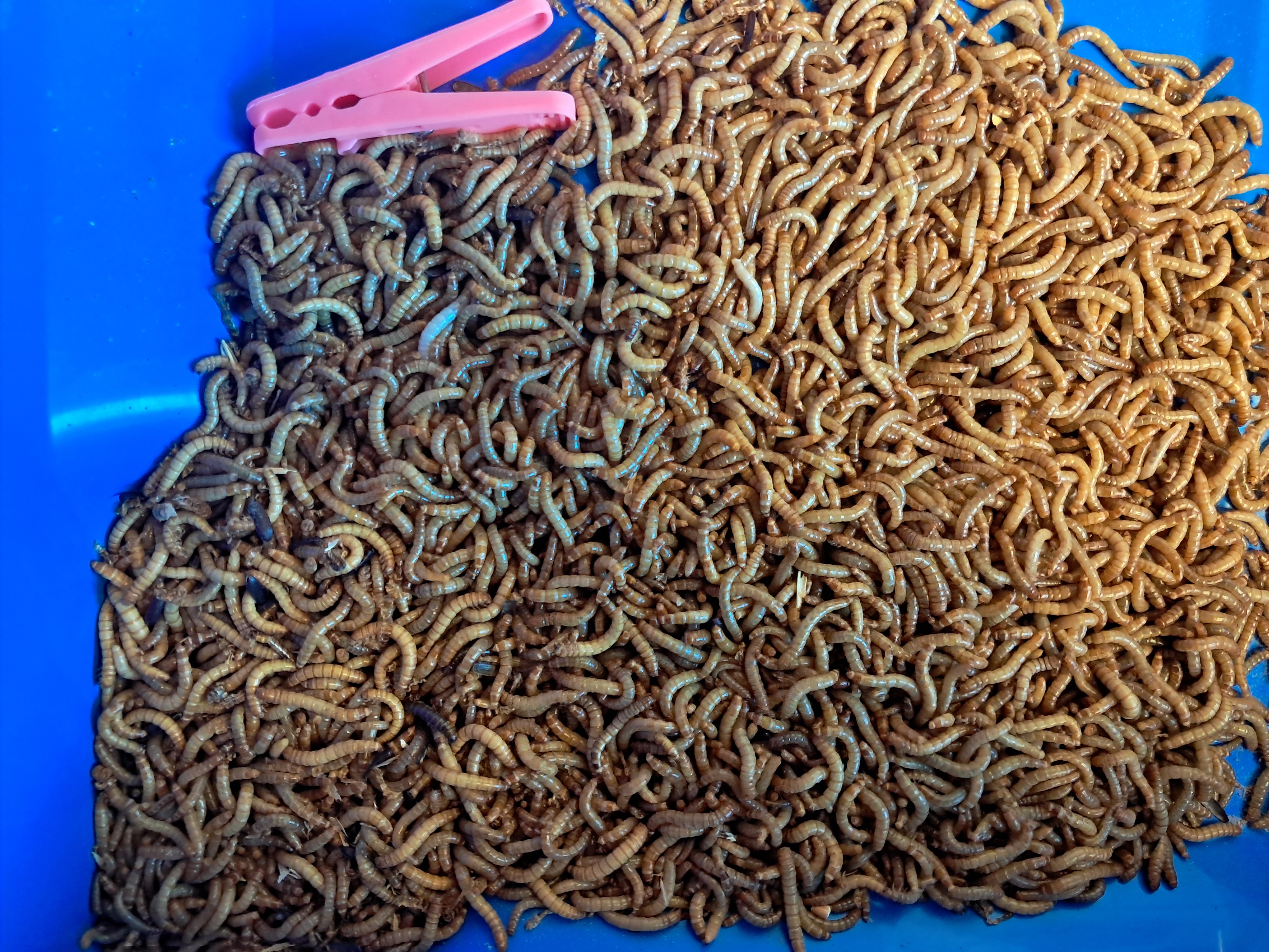 1500 Live Mealworms (~210 grams)