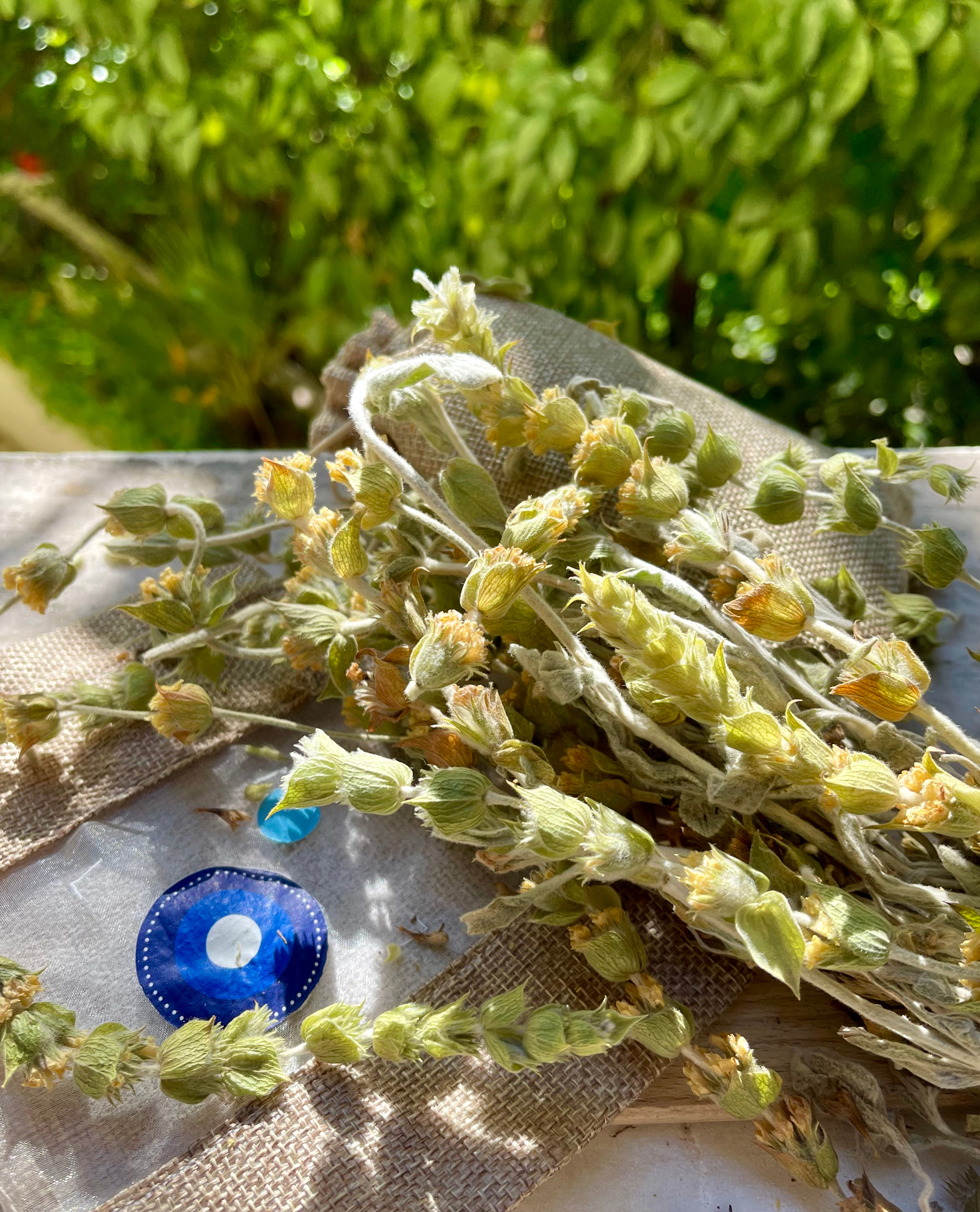 Thé Grec des Montagnes