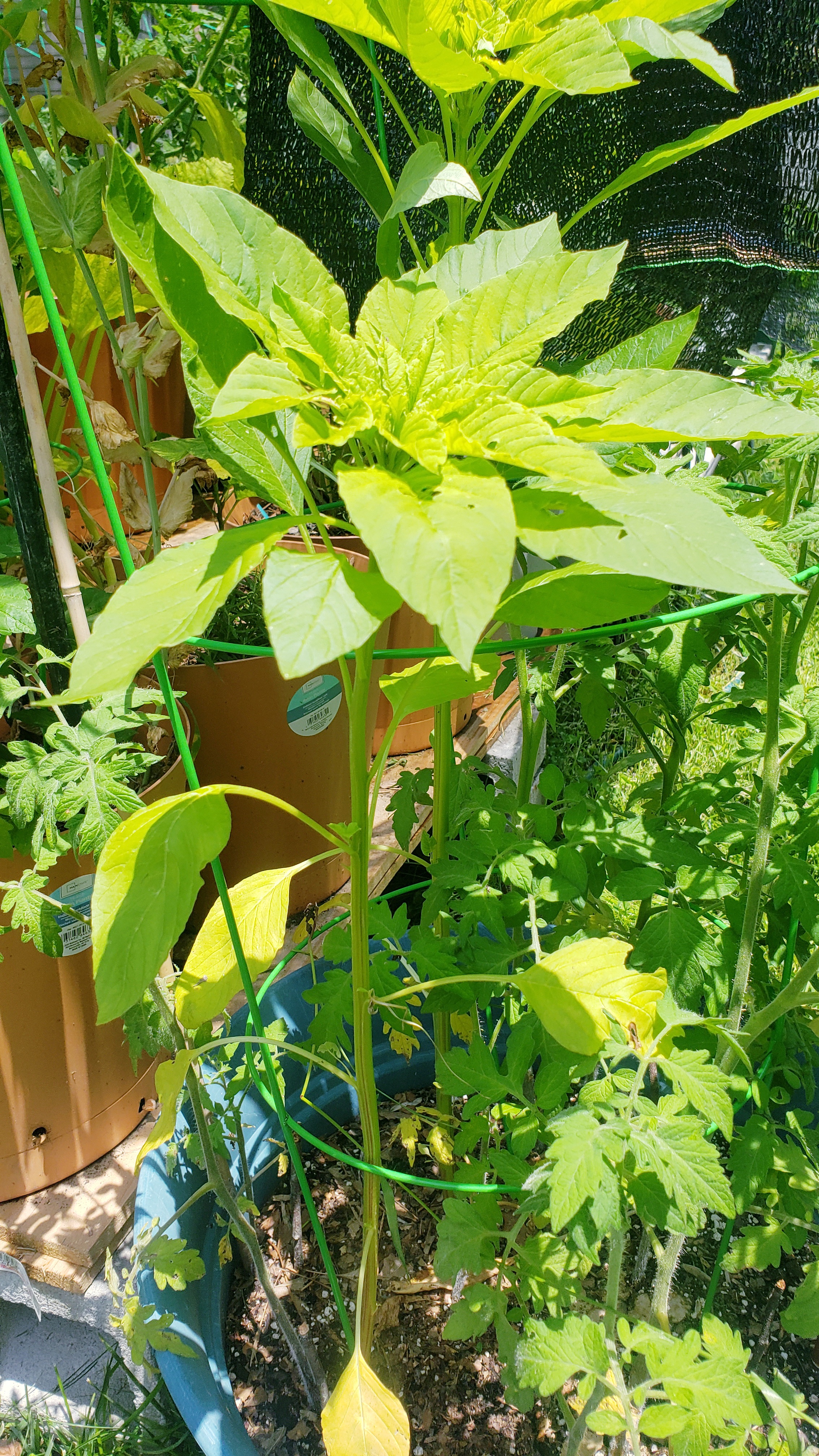 Callaloo – Amaranth