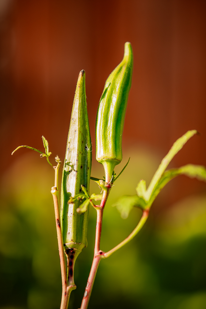 Okra Clemson Spineless