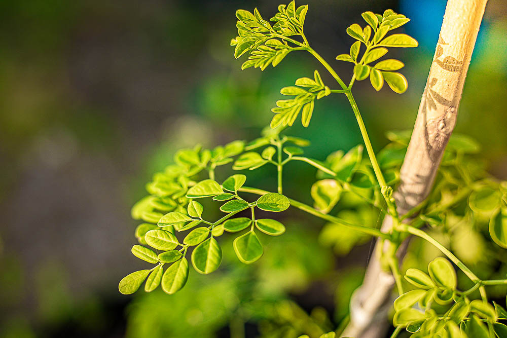 Moringa Tree