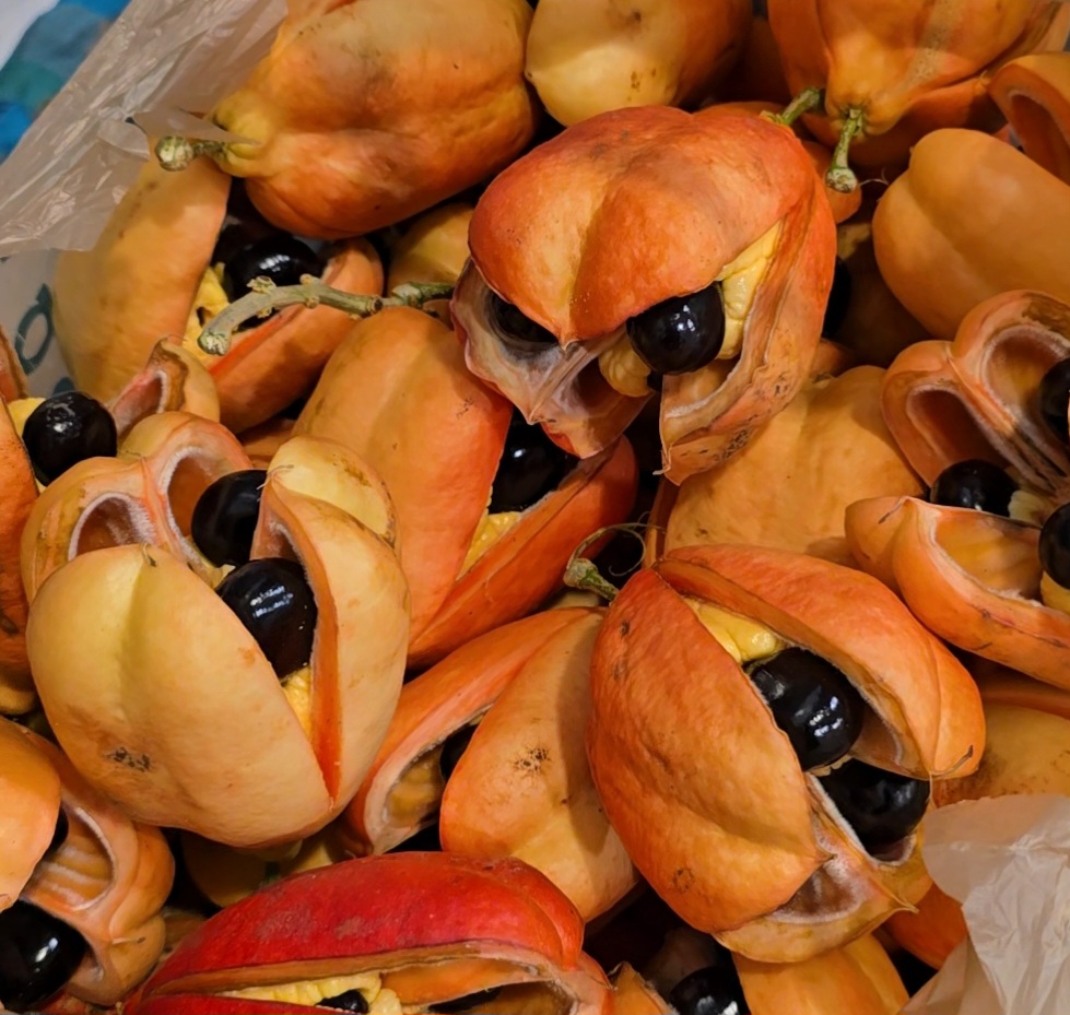 Ackee Tree