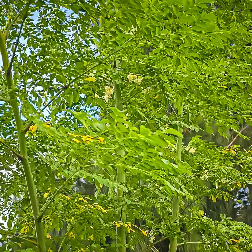 Moringa Tree