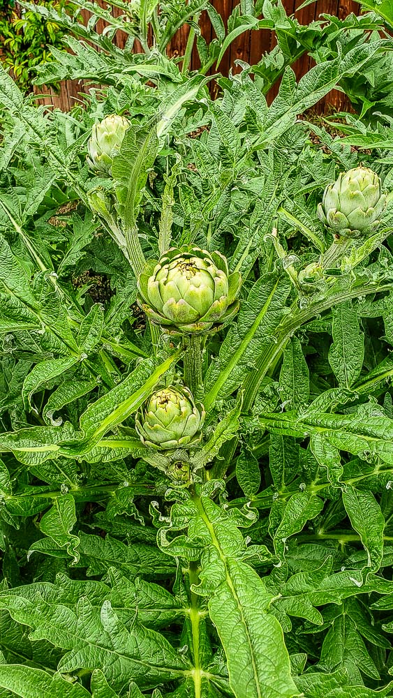 Artichoke - Green Globe