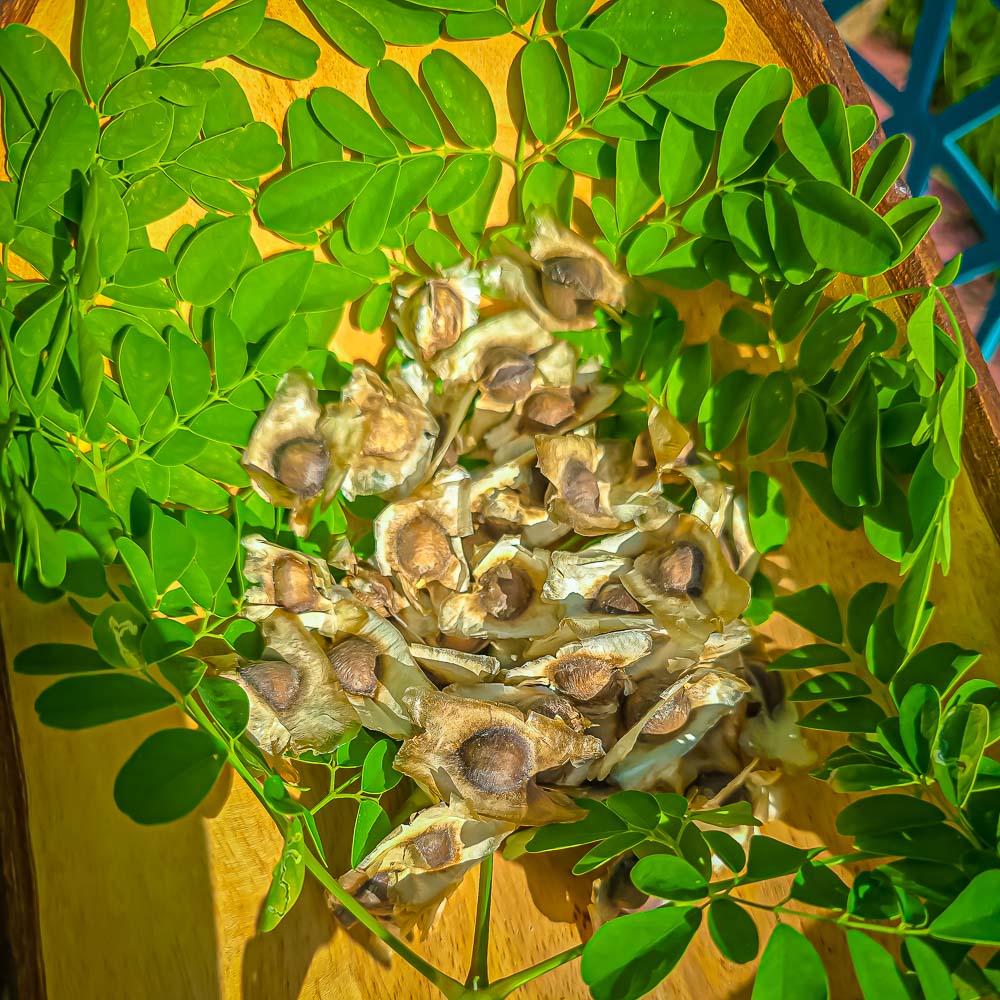 Moringa Tree