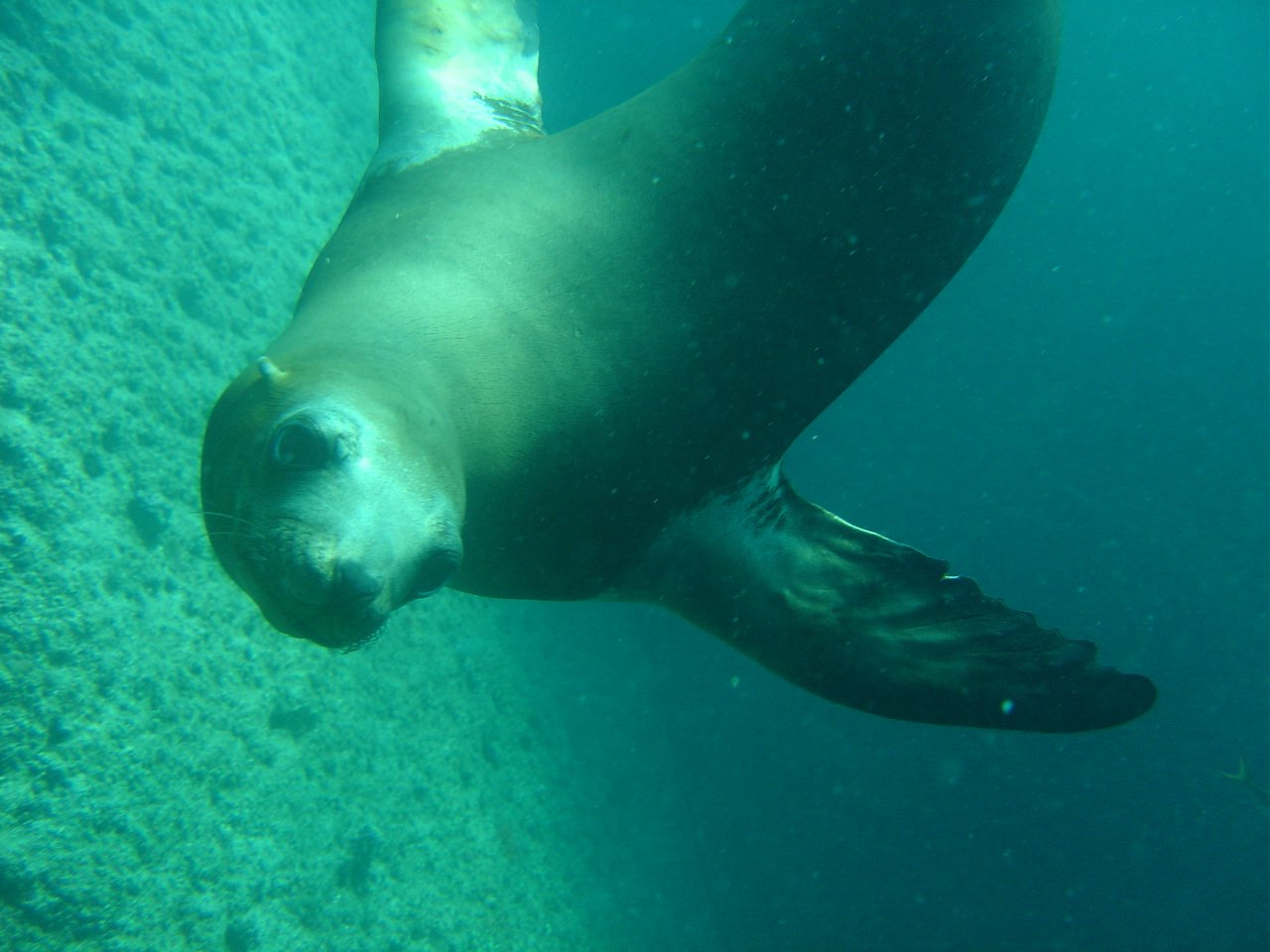 Tour Isla Espíritu Santo – Aventura y Naturaleza en La Paz