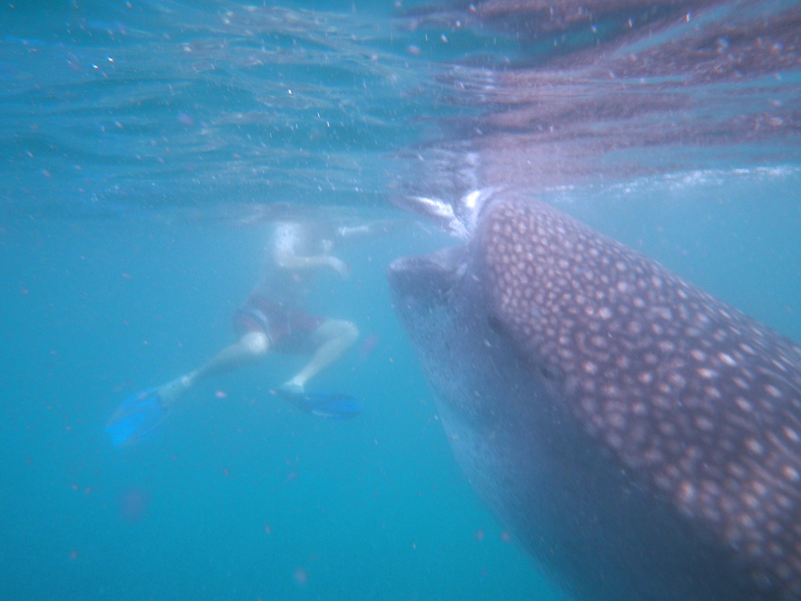 Paquete Tiburón Ballena + Hotel Miramar