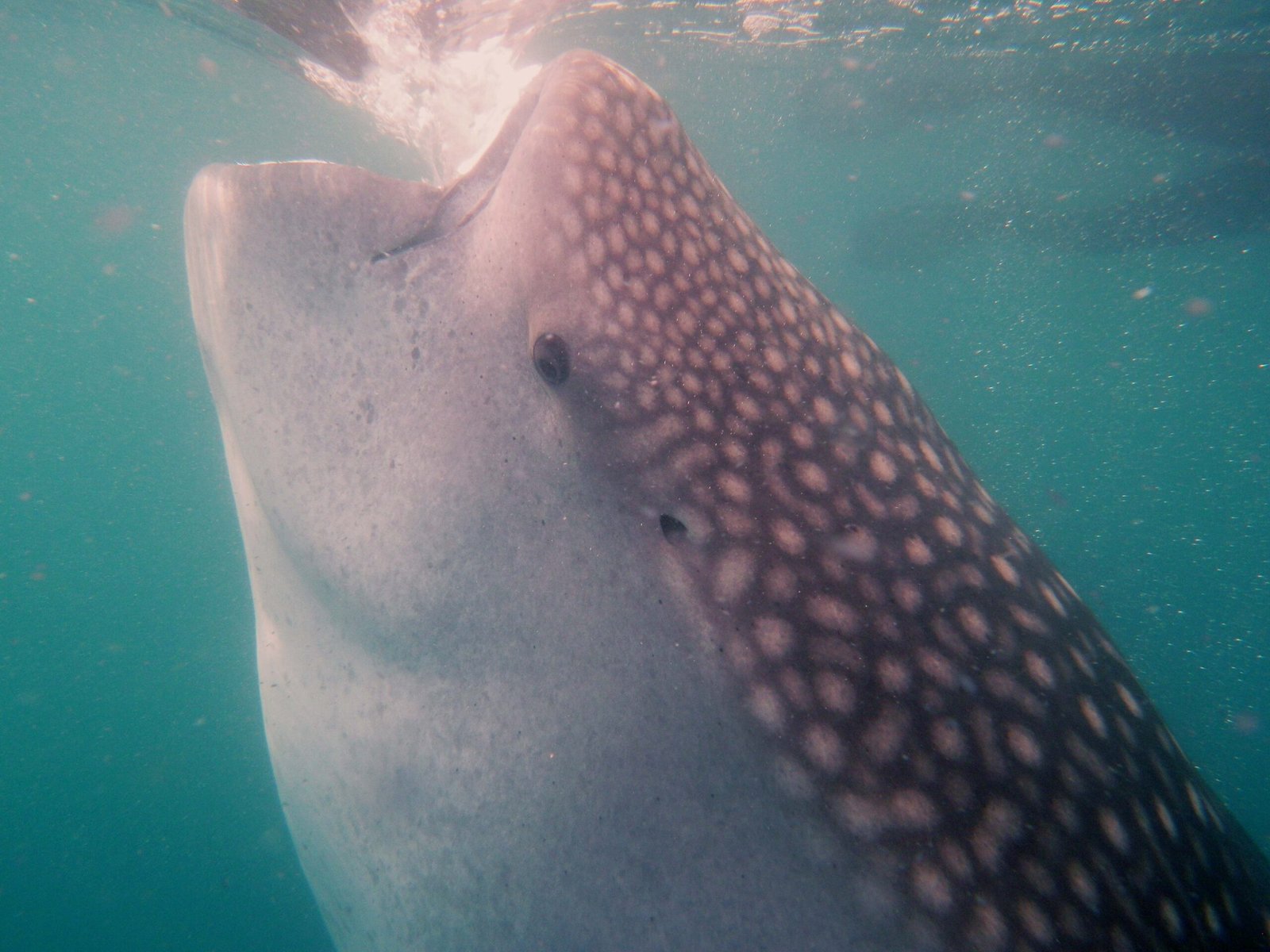 Paquete Tiburón Ballena + Hotel Miramar