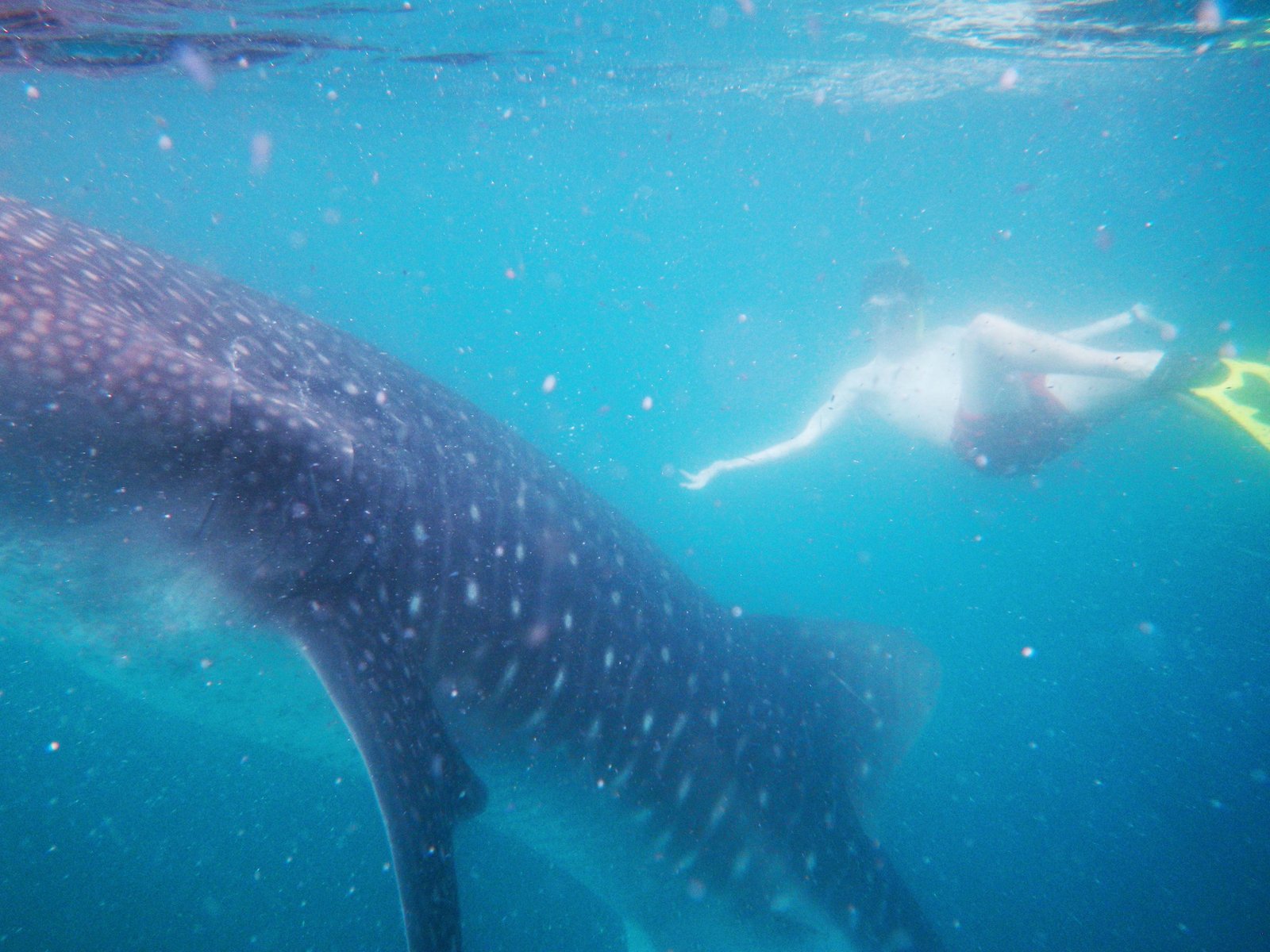 Paquete Tiburón Ballena + Hotel Miramar