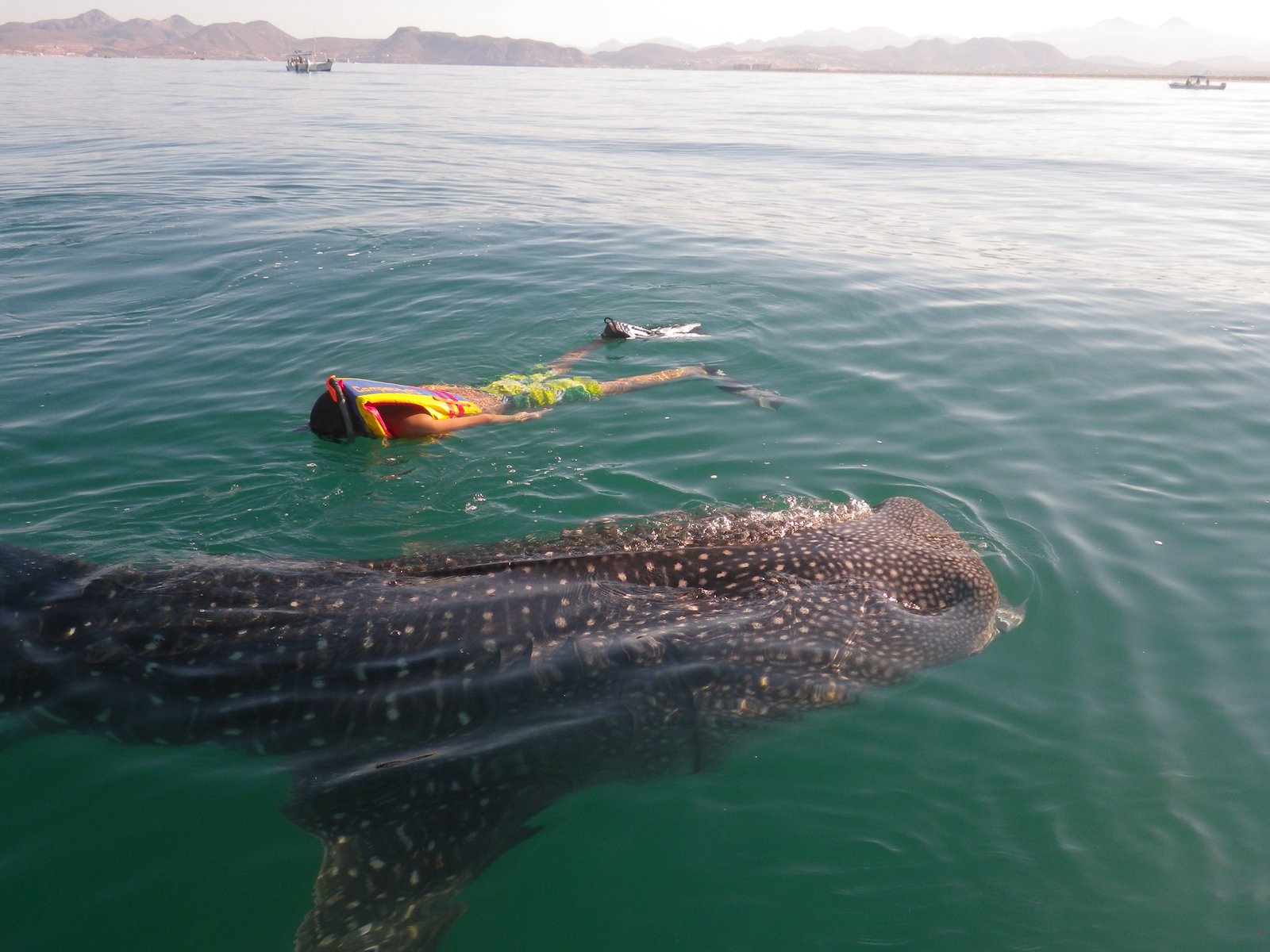 Paquete Tiburón Ballena + Hotel Miramar