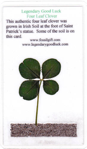 Four Leaf Clover Card