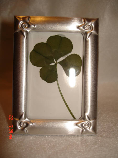 Framed Four-Leaf Clover