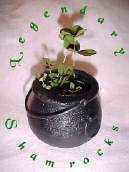Live Legendary Shamrock Plant