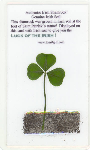 Authentic Irish Shamrock with Irish Soil