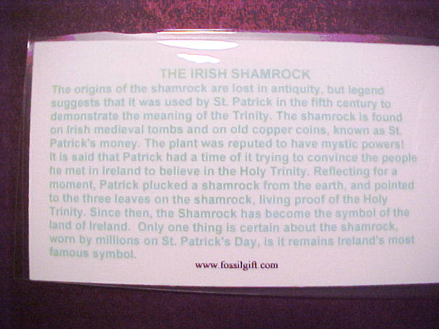 Authentic Irish Shamrock with Irish Soil