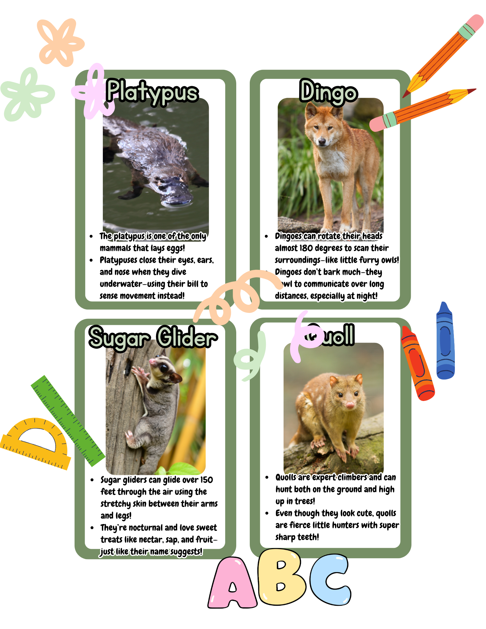 Australian Animal Flashcards